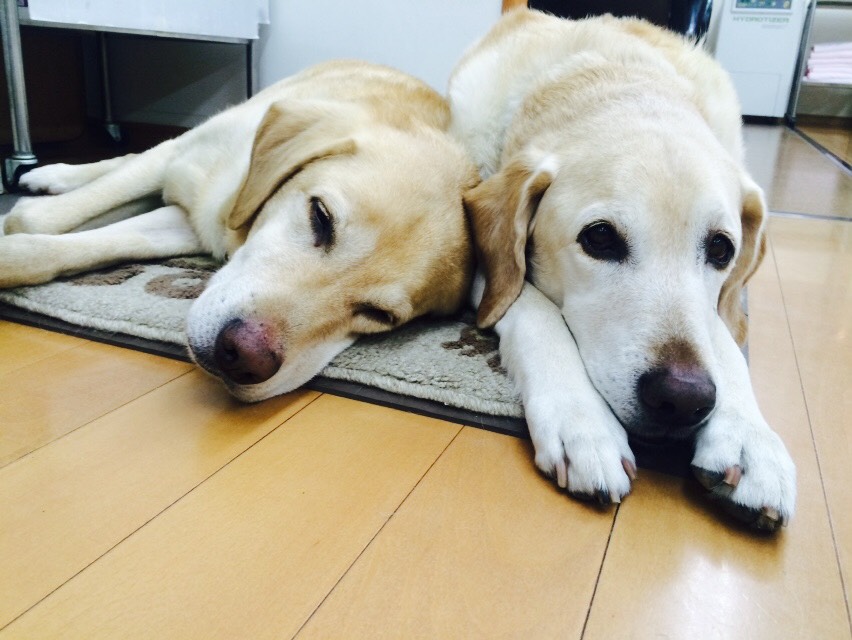 オット－とジミ－