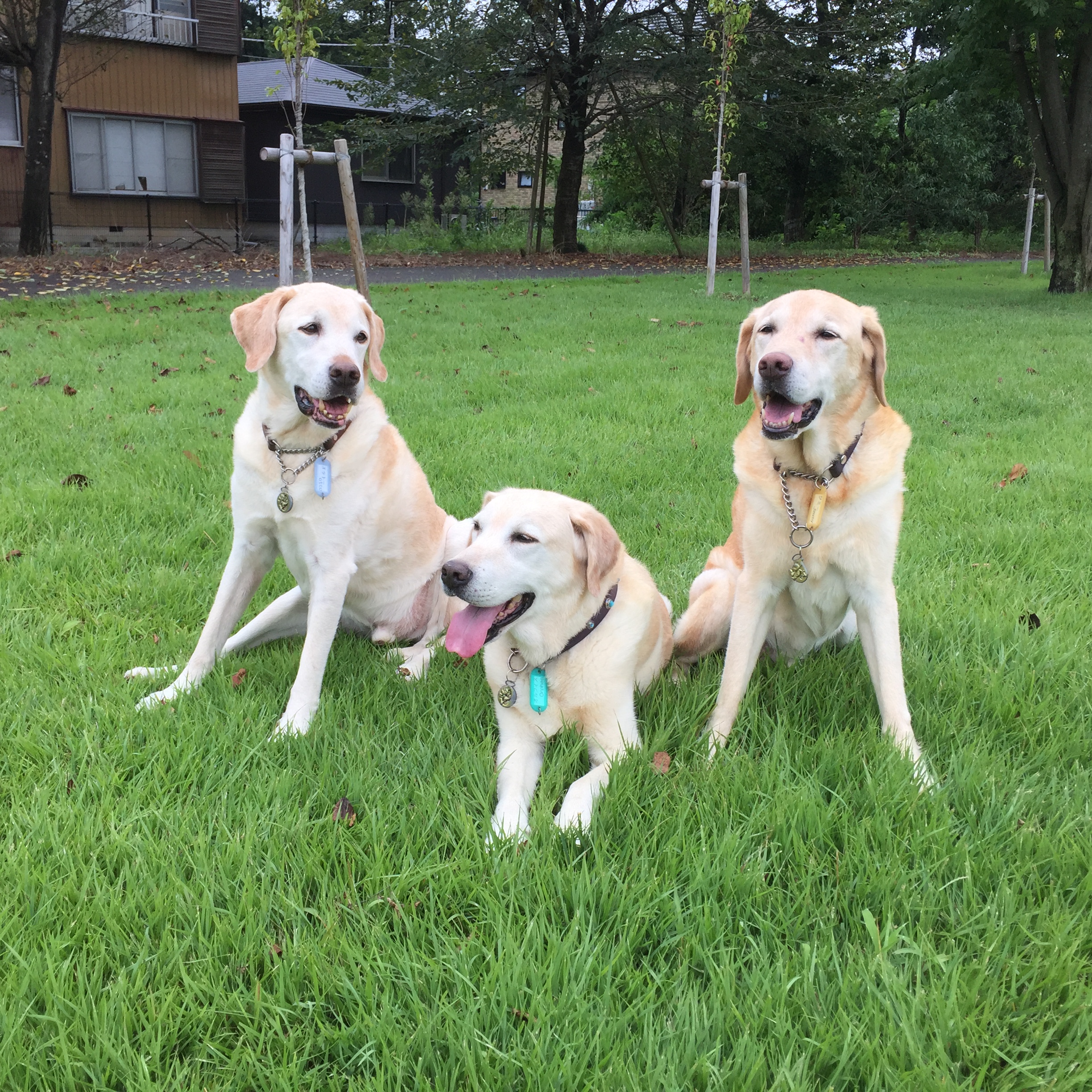 オットーとオルフィスとジミー