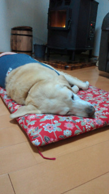 ファセリアストーブ前で寝る